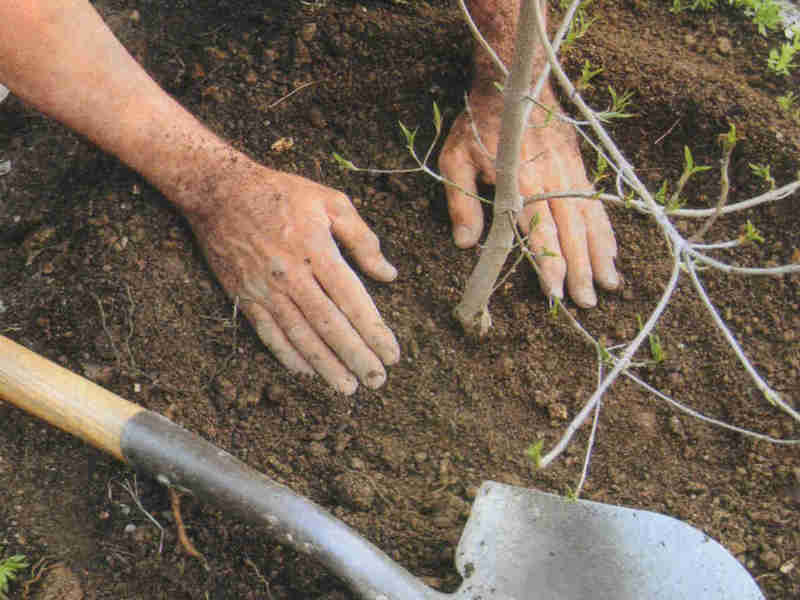 Практические советы специалистов для посадки дерева