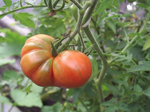 Как вырастить помидоры