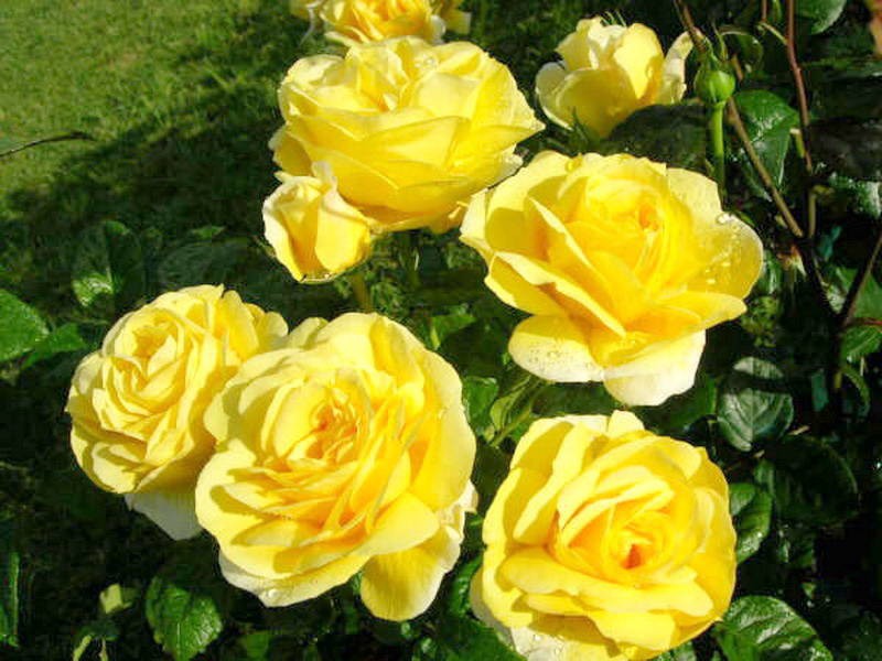 Сорт розы мекельанжело