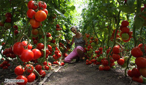 Особенности выращивание томатов 