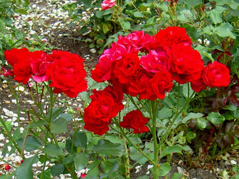 Куст полиантовой красной розы