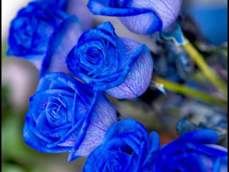Нежно синий цвет розы