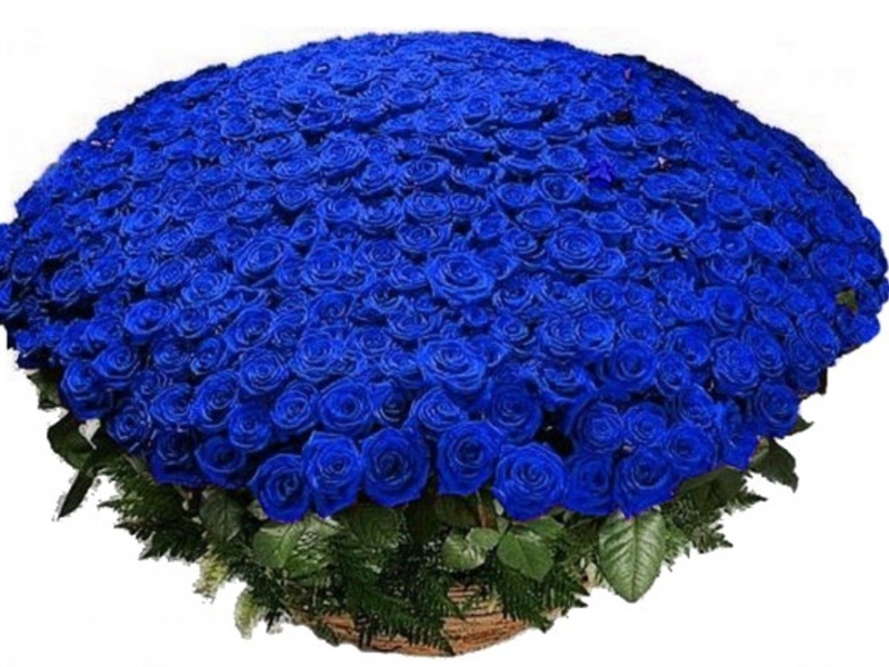 Большой букет из синих роз