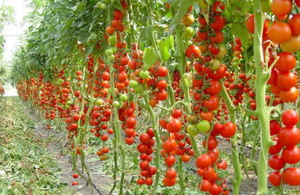 Индетерменантные томаты