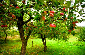 Яблоневый урожай