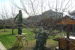 Советы опытных садоводов как правильно обрезать яблони