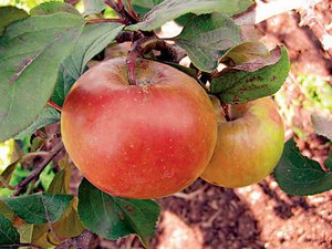 Удобрения для яблонь