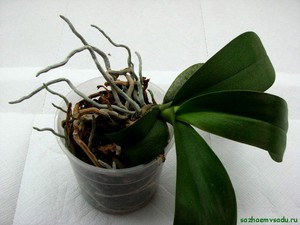 Пересадка орхидей в домашних условиях