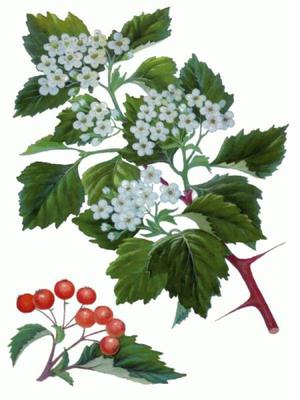 Лечебные полезные свойства плодов и цветов боярышника