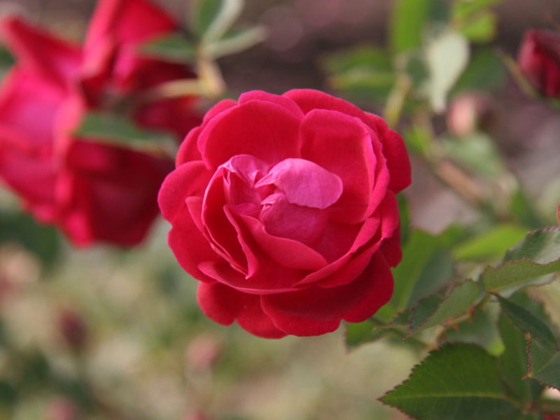 Бенгальская роза красного цвета