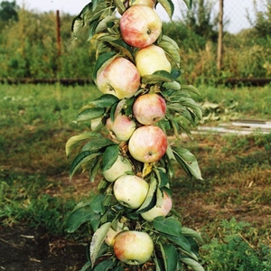 Сорт яблок колоновидной яблони