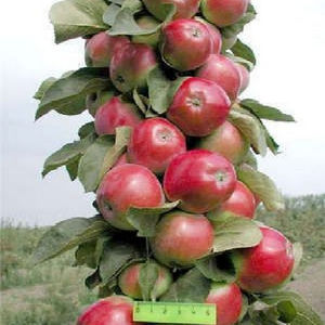 Колоновидный сорт яблони