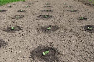 Обработка почвы перед посевом