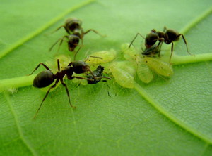 Садовый муравей и тля как бороться.jpg