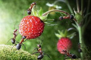 Методы борьбы с насекомыми в саду