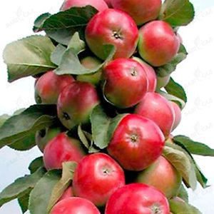 Плоды колоновидной яблони