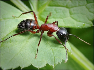 Общее описание насекомых муравьёв