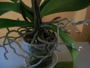 Здоровый корень орхидеи