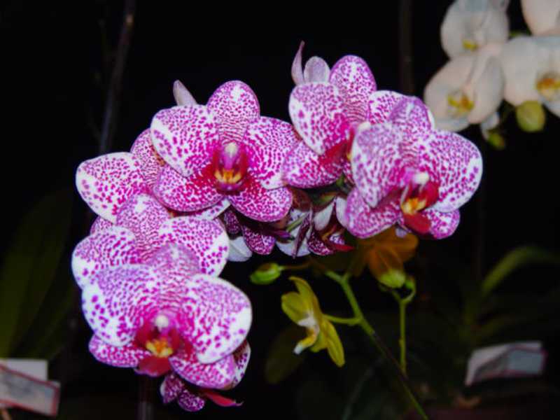 Цветы шикарной орхидеи