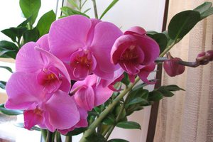 Описание цветка орхидеи phalaenopsis