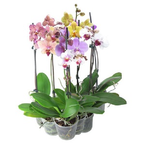 Характерные свойства растения орхидеи фаленопсис