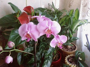 Советы специалистов как и чем удобрять орхидеи в домашних условиях