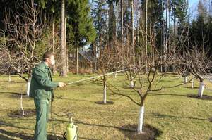 Как опрыскивать деревья карбамидом