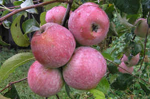 Зимний урожай яблок