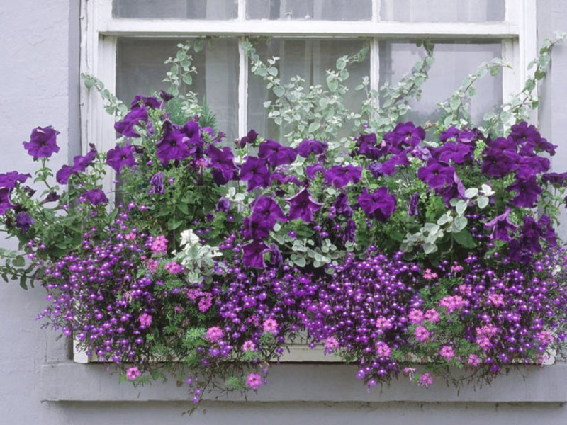 Цветы на балконе: лучшая коллекция фото как украсить балкон.
