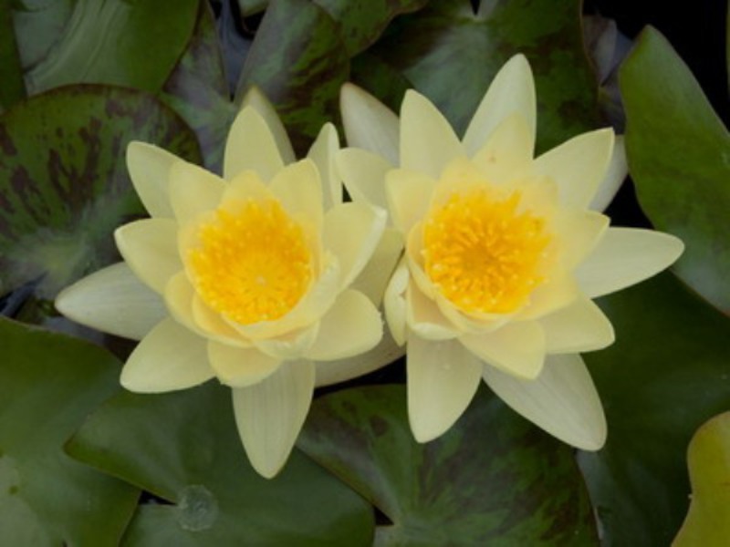 Желтая (Marliacea Chromatella), или кувшинка «Золотая Чаша», как её называют в Англии, надежный и обильно цветущий сорт с яркими крупными (до 18 см) цветами
