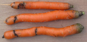 Морковь поврежденная морковной мухой