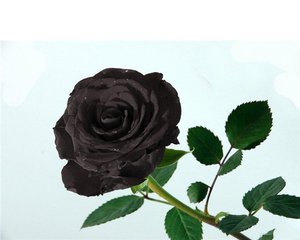 Черная роза сорта 