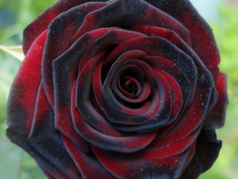 Цветок черной розы
