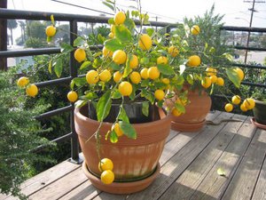 Как вырастить лимон самостоятельно
