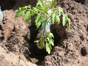 Как посадить помидоры в открытый грунт?