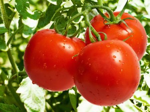 Чем полезны томаты