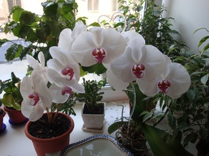 Красивый цветок орхидеи
