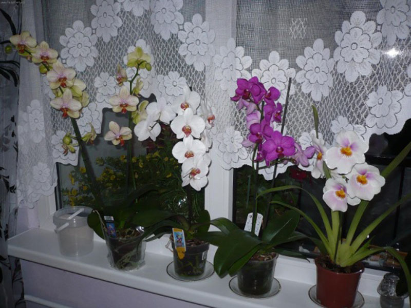 Разновидности орхидеи