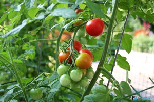Выращивание помидор на огороде