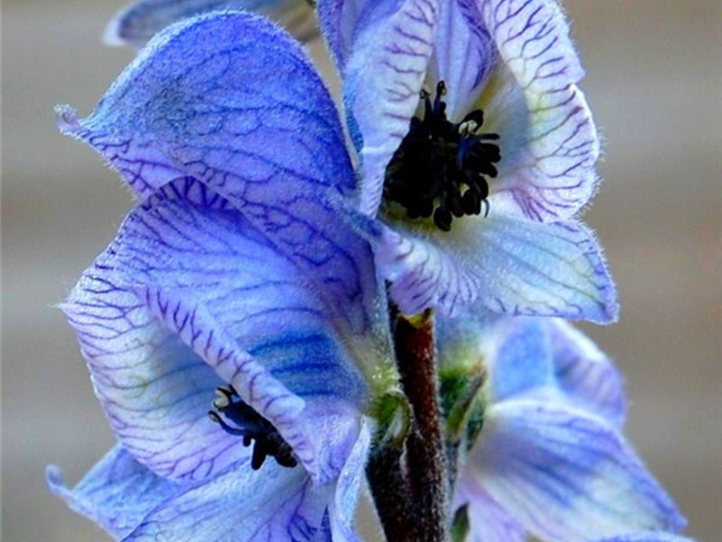 Сине голубое цветение аконита