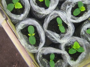По какой технологии выращивают огурцы