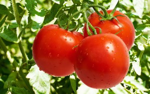Как сажать помидоры