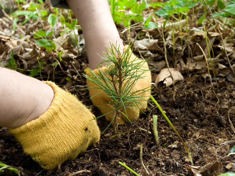 Полезные советы специалистов для посадки садовых деревьев