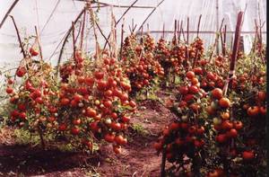 Низкорослые сорта помидоров