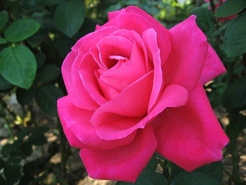 Розовая чайно-гибридная роза