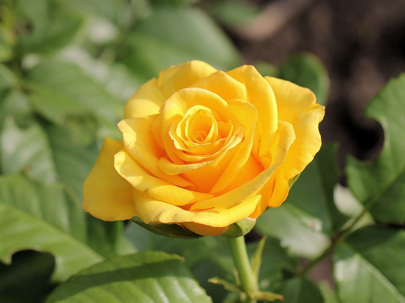 Желтая роза хорошего сорта