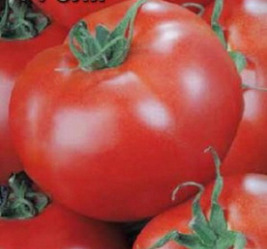 В чем отличия томатов Джина?