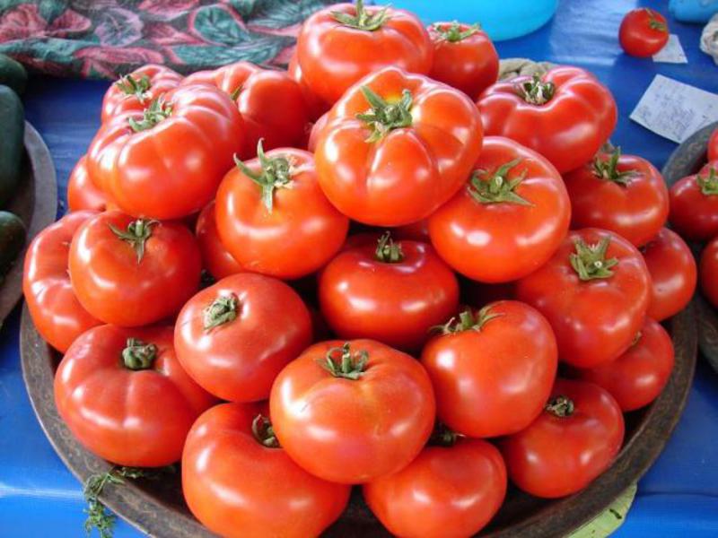 Плоды томата сорта джина