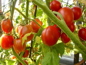 Как вырастить  рассаду  томатов