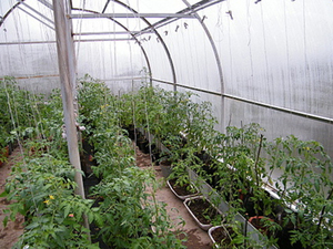 Выращивание  томатов